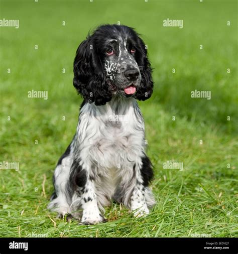 Black And White English Cocker Spaniel Puppy Stock Image Image Of Lying, Closeup: 65217165 ...