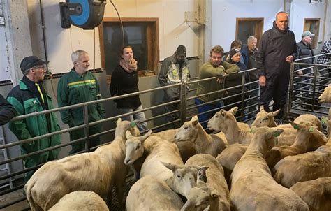 Nyttig og godt fjøsmøte på Stend Norsk Sau og Geit