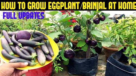 How To Grow Eggplant Brinjal In Containers Seed To Harvest Youtube