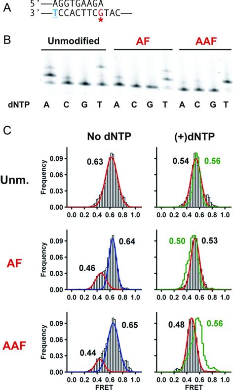 A Terminal A G Mismatch Distorts Dpo Binding And Increases Dttp