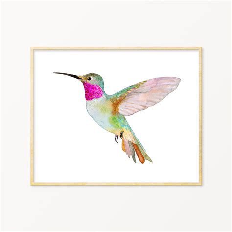 Broad-tailed Hummingbird Hummingbird Art Print. Hummingbirds - Etsy