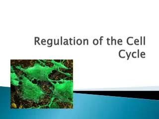 PPT Chapter 21 Regulation Of The Eukaryotic Cell Cycle PowerPoint