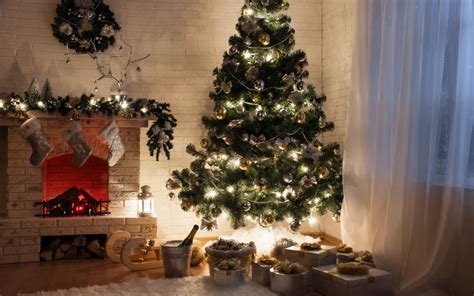 Árboles vivos (41 fotos): árboles de navidad decorativos en la maceta ...