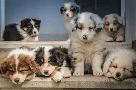 How to pick a Border Collie puppy? - That'll Do Academy