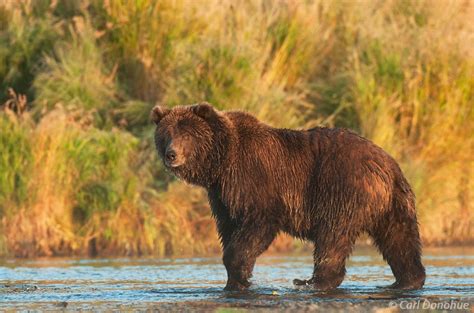 Alaska grizzly bear fishing for salmon, Katmai Park | Alaska | Carl ...