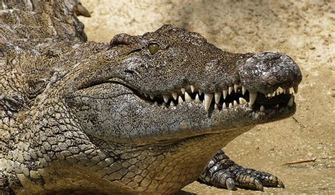 Que Signifie R Ver De Crocodiles Enor Cerna France Inc