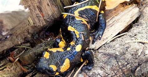 Whats Wild South Carolina Native Species Pbs