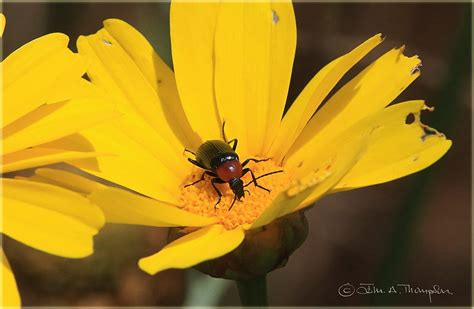 Blister Beetle Nemognatha Nemorensis Photographed In Cam Flickr