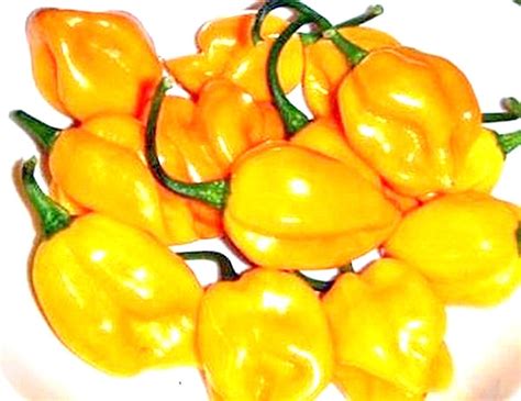 Yellow Caribbean Habanero Hot Pepper Heirloom Garden Seeds Open