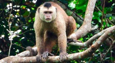 Macaco Prego Kaapori Um Dos Primatas Mais Raros Do Mundo