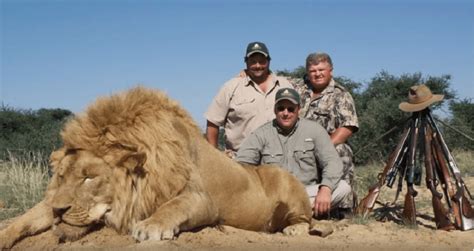 La Chasse En Bo Te Lions Sont Encag S Et Drogu S Pour Tre