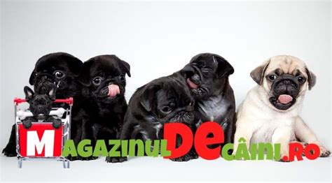 Mops Pug De Vanzare Magazinul De Caini