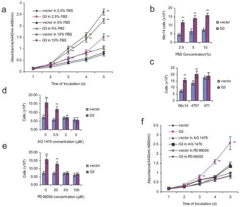 Expression Of Versican G Enhances Cell Proliferation By Upregulating