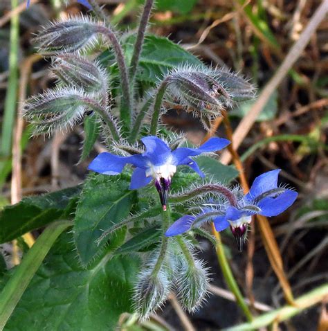 Borago Officinalis Calflora