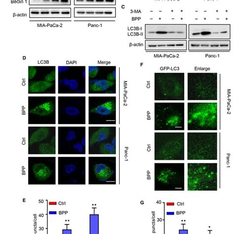 Bpp Induces Autophagy Initiation In Pc Cells A Immunoblot Analysis