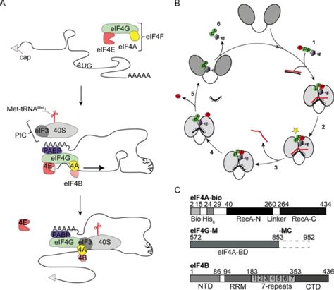 Eif A Is A Dead Box Helicase Involved In Translation Initiation A