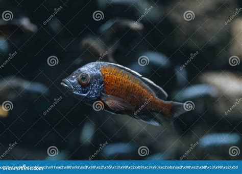 Amazing Close Up Of Fish In The Oceanarium Stock Image Image Of Aqua