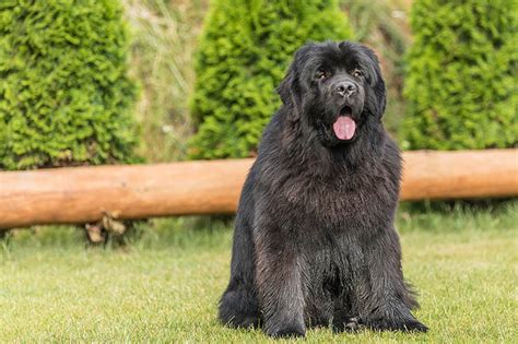 10 Newfoundland Dog Health Conditions: Vet-Approved Signs & What to Do ...