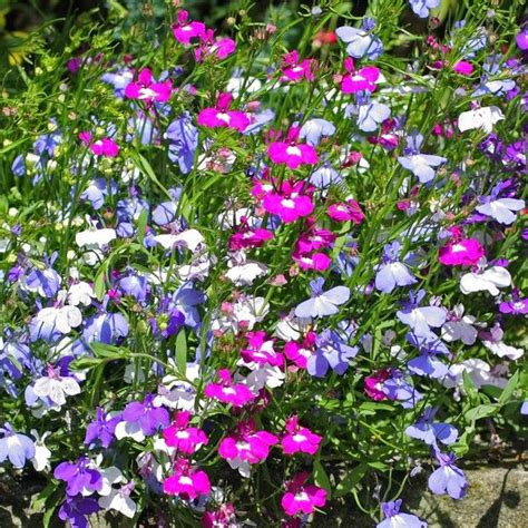 Lobelia Trailing Fountain Mixed Tray Of 20 Plug Plants