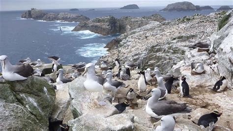 Bounty Islands: Places to go in the subantarctic islands, Southland