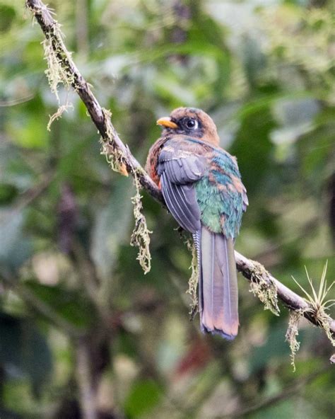 The Birdwatchers House, Mindo, Ecuador - by Angie Drake