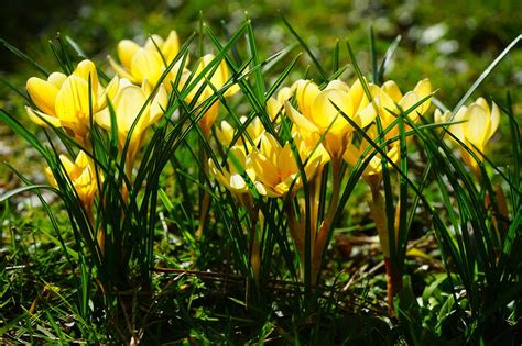 Krokus Warna Kuning Kemerahan Foto Gratis Di Pixabay Pixabay