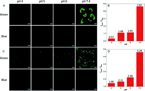 Visualizing Semipermeability Of The Cell Membrane Using A Ph Responsive