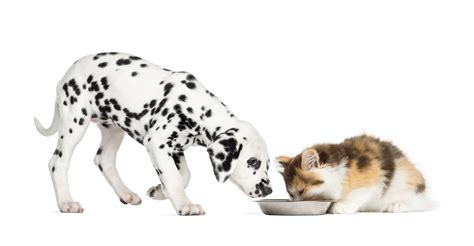 Mon Chien Mange Les Croquettes Du Chat Que Dois Je Faire