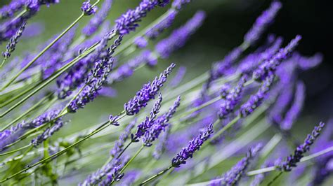 17 Best Lavender Companion Plants To Grow In Your Garden