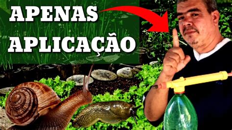 Como Acabar Caramujo Caracol E Lesmas Para Sempre Na Sua Horta