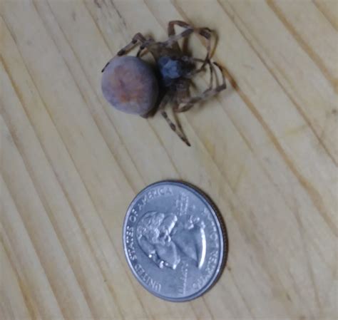 Yellow Orb Weaver Spiders In Wisconsin