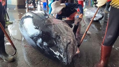 Worlds Sharpest Knife Cut Giant 770 Pounds Bluefin Tuna And Blue Mrlin