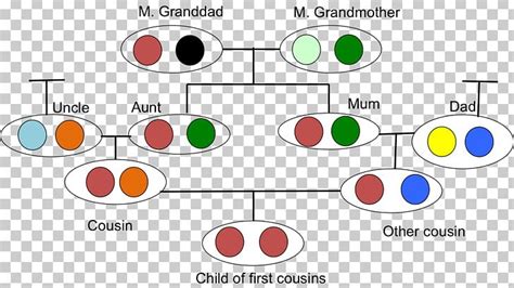 Cigosidade Allele Inbreeding Genetics Biology PNG, Clipart, Angle, Area, Biology, Brand ...