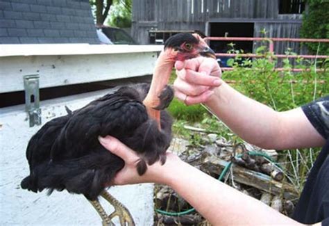 The Bare Facts Of The Naked Neck Chicken Backyard Poultry