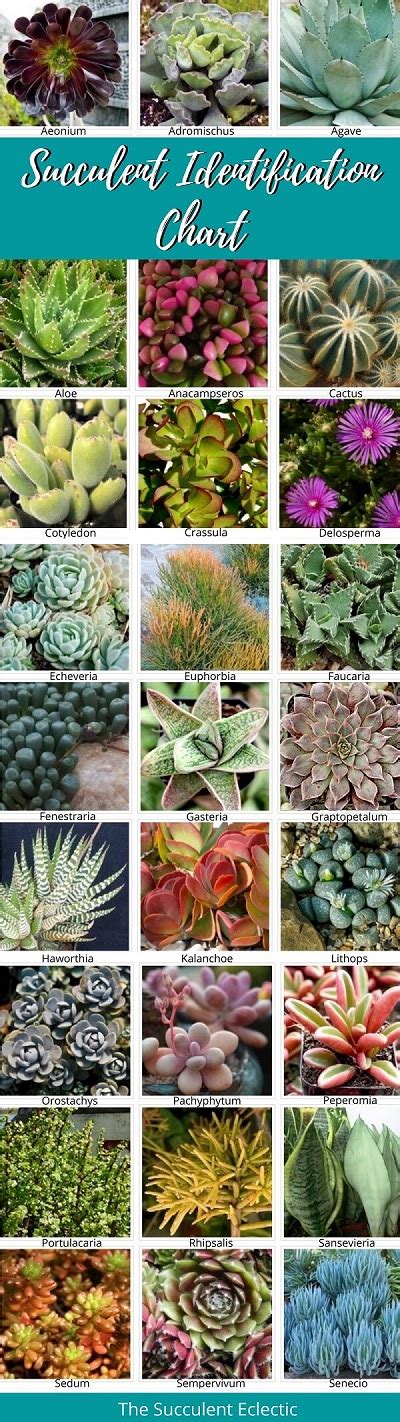 Identifying Types Of Succulents With Pictures The Succulent Eclectic