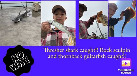 Fishing Huntington Beach Pier 2 Thresher Shark Caught 8 10 20