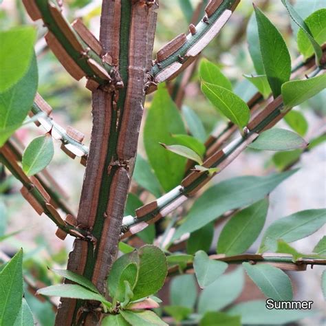 X Euonymus Alatus Plants In Cm Pots By Thompson Morgan Euonymus