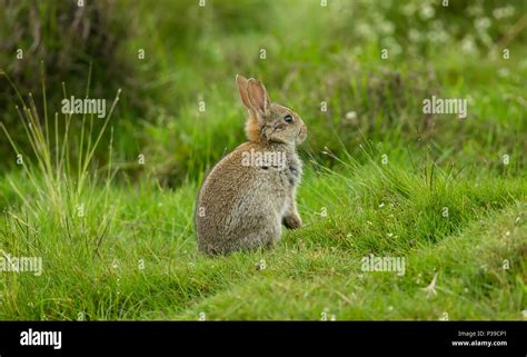 Rabbit, native European wild rabbit. A young rabbit in natural habitat with green grass ...