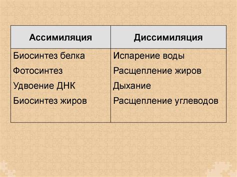 Метаболизм. Ассимиляция и диссимиляция - презентация онлайн