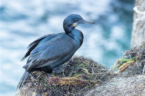 Brandt S Cormorant On The Nest Phalacrocorax Penicillatus