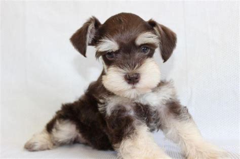 Akc Phantom Liver And Tan Toy Schnauzer For Sale In Henderson Nevada