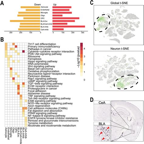 Singlenucleus Rna Sequencing Reveals That Decorin Expression In The