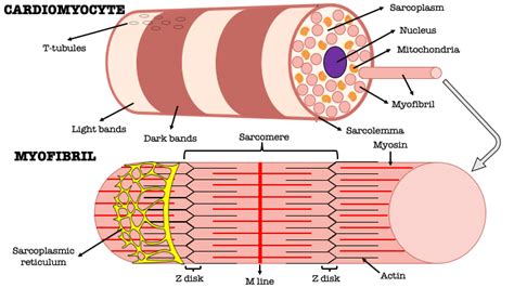 8: Composition of cardiac muscle cells or cardiomyocytes (top).... | Download Scientific Diagram