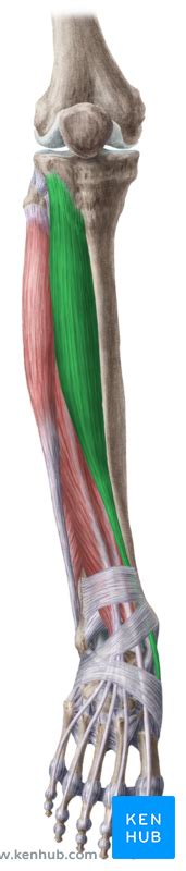 Anterior Muscles Of The Lower Leg Anatomy And Function Kenhub