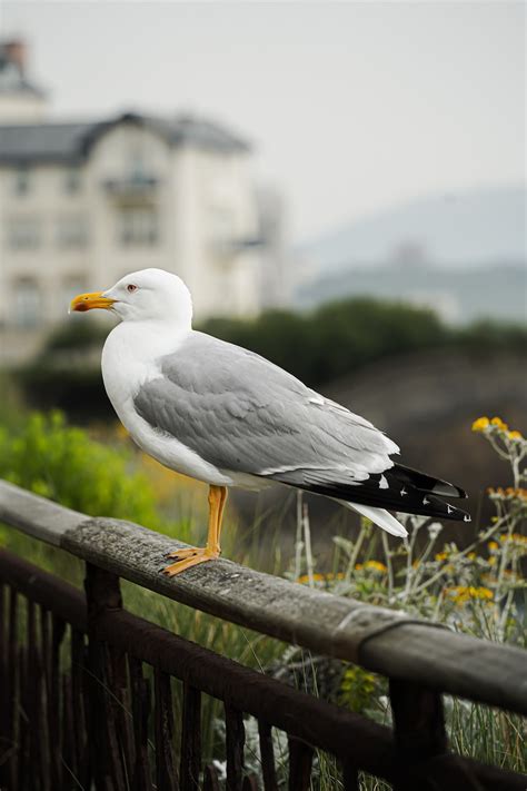 Une Mouette Se Tient Sur Un Rail Près Dun Bâtiment Photo Photo La