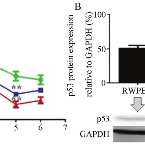 Protein Expression Level Of P In Normal Cells And Prostate Cancer