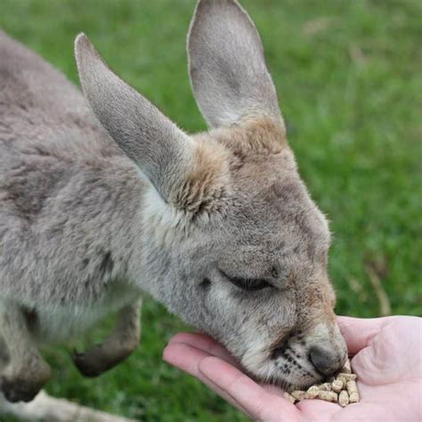 Phillip Island Wildlife Park - Animal Zoo Opening Hours & Ticket Prices
