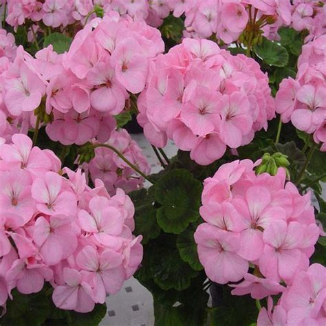 Geranium Seeds Pelargonium Zonale Geranium Appleblossom Flower Seed