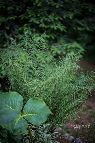 Foug Re Dryopteris Affinis Polydactyla Dadd S O Jardin D O