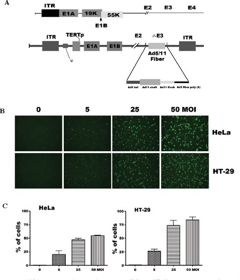 Figure 1 From Downregulation Of Mcl 1 Synergizes The Apoptotic Response